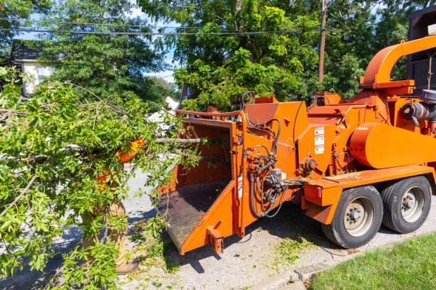 Trusted Contra Costa Centre, CA Tree Service Experts